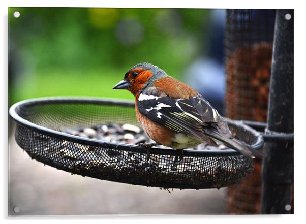 Common Chaffinch Acrylic by Shaun Cope