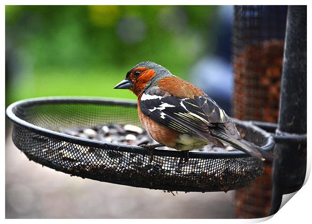 Common Chaffinch Print by Shaun Cope