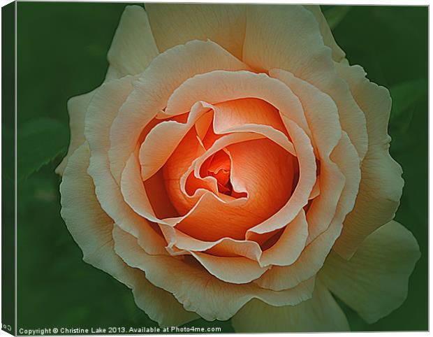 Memory of a Rose Canvas Print by Christine Lake