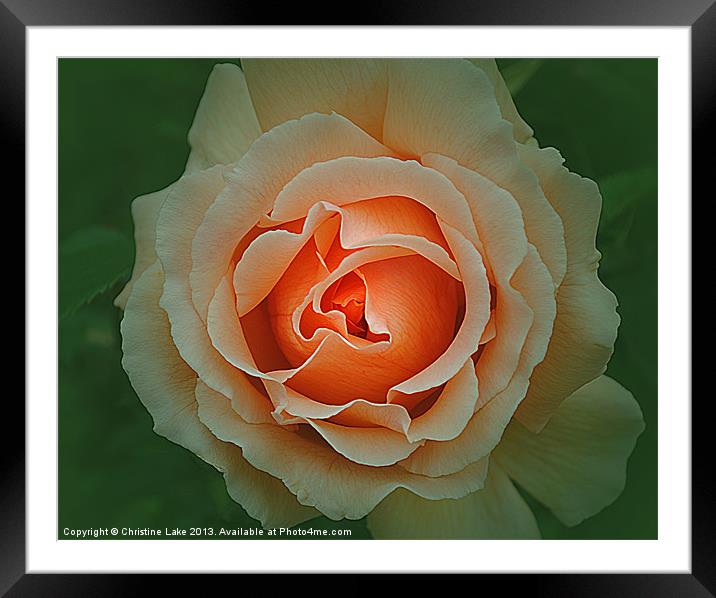 Memory of a Rose Framed Mounted Print by Christine Lake