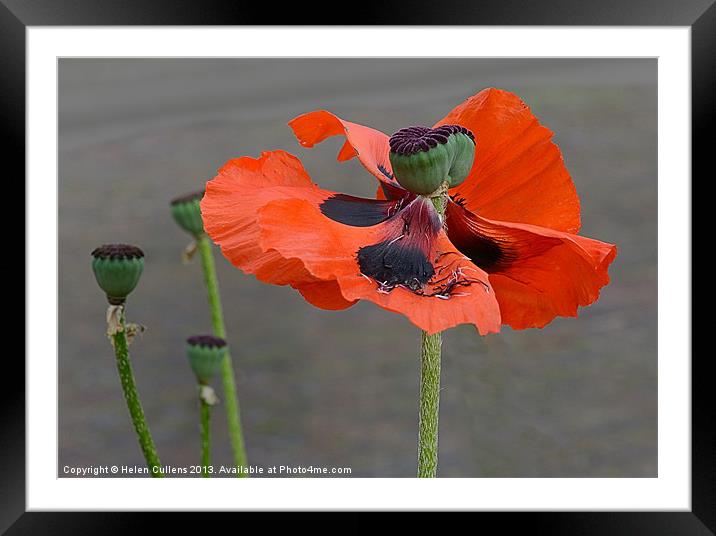 WINDSWEPT POPPY Framed Mounted Print by Helen Cullens