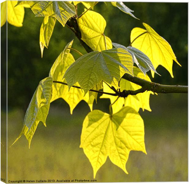 BACK-LIT LEAVES Canvas Print by Helen Cullens