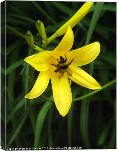 Buttery sweet Lily! Canvas Print by Eleanor McCabe