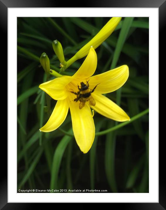 Buttery sweet Lily! Framed Mounted Print by Eleanor McCabe