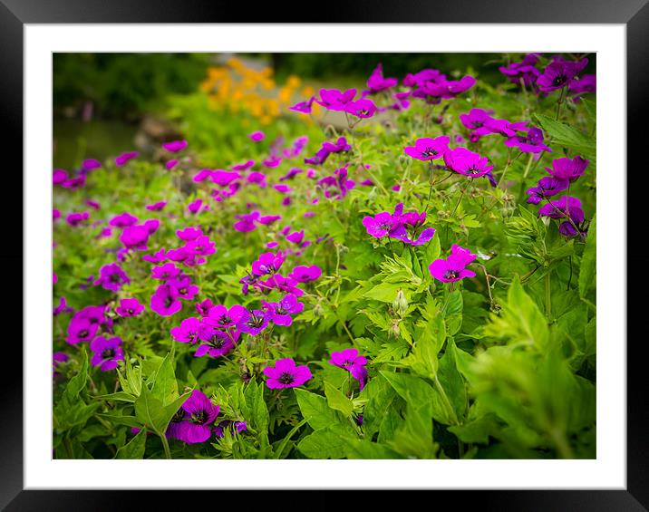 Purple flowers on Green Framed Mounted Print by Ian Johnston  LRPS