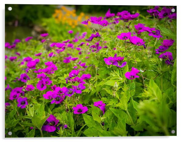 Purple flowers on Green Acrylic by Ian Johnston  LRPS