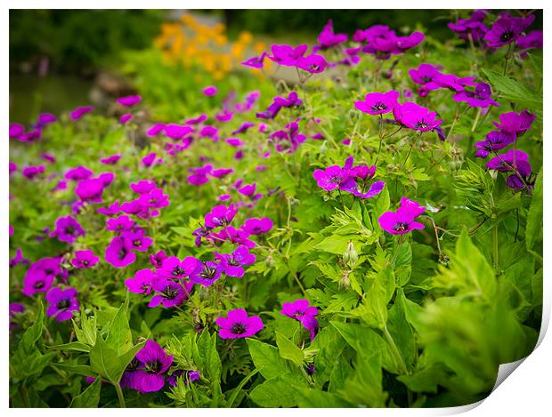 Purple flowers on Green Print by Ian Johnston  LRPS