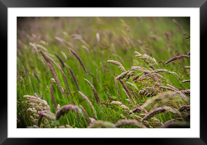 Wind swept woodland grass Framed Mounted Print by Ian Johnston  LRPS