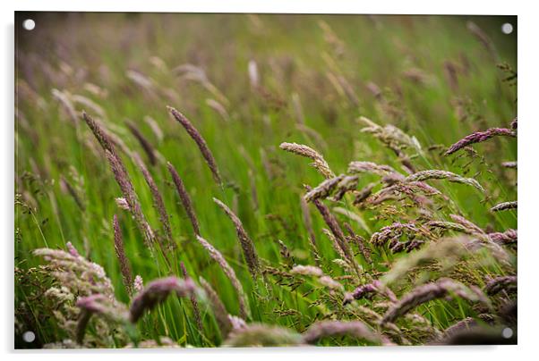 Wind swept woodland grass Acrylic by Ian Johnston  LRPS