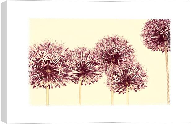 pale pink alliums Canvas Print by Heather Newton