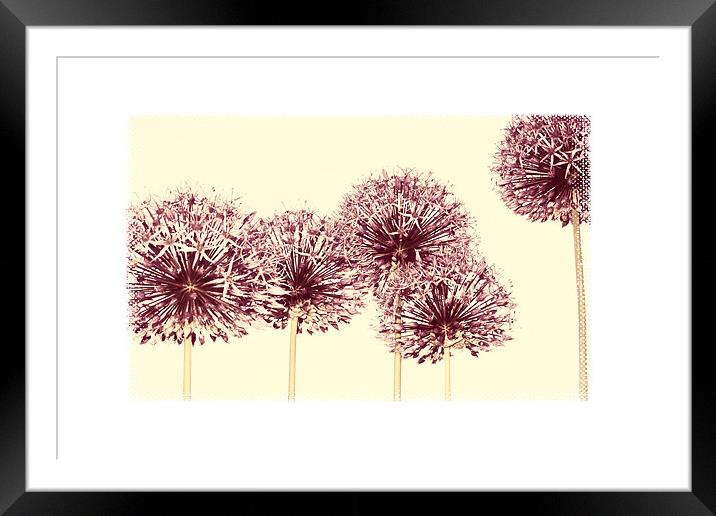 pale pink alliums Framed Mounted Print by Heather Newton