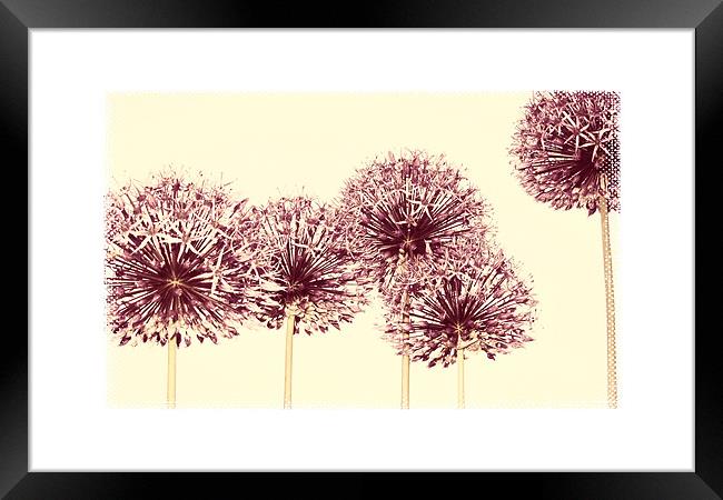 pale pink alliums Framed Print by Heather Newton
