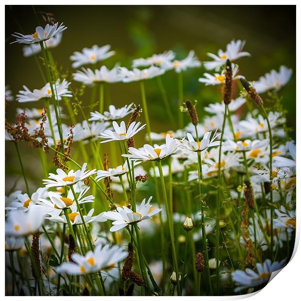 Daisies by the Lake Print by Ian Johnston  LRPS
