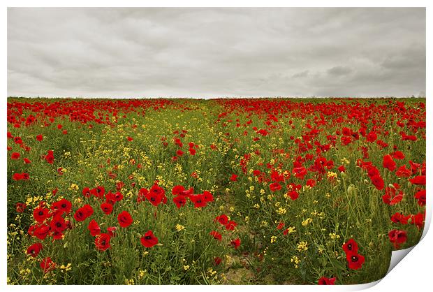 Poppy Field Print by Dawn Cox