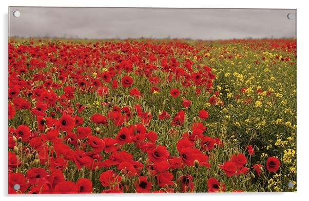 Glorious Poppies Acrylic by Dawn Cox
