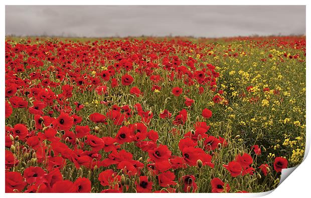 Glorious Poppies Print by Dawn Cox