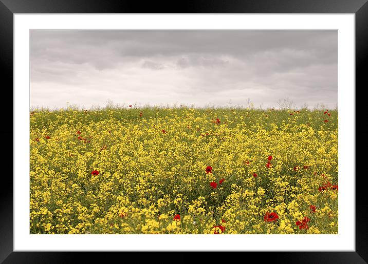 Summer Colours Framed Mounted Print by Dawn Cox