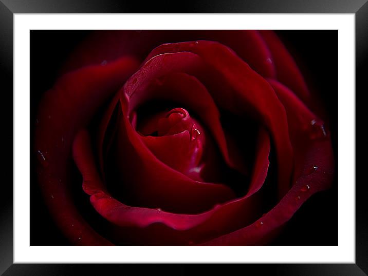 Raindrops on Roses Framed Mounted Print by Jacqi Elmslie