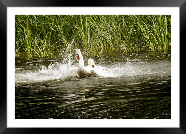 Fighting Swans Framed Mounted Print by les tobin