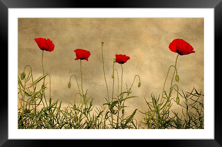 Brave Soldiers Framed Mounted Print by Dawn Cox