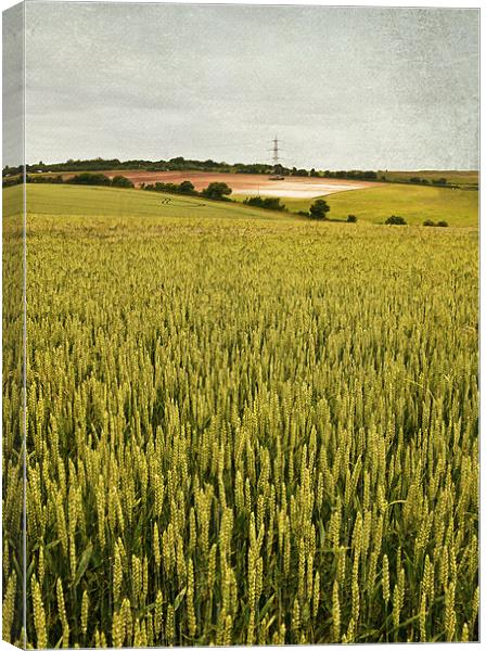Wheat field Canvas Print by Dawn Cox