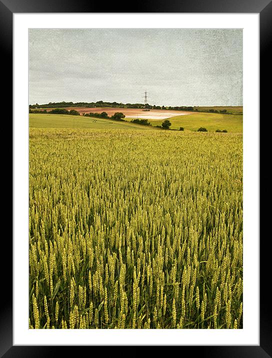 Wheat field Framed Mounted Print by Dawn Cox