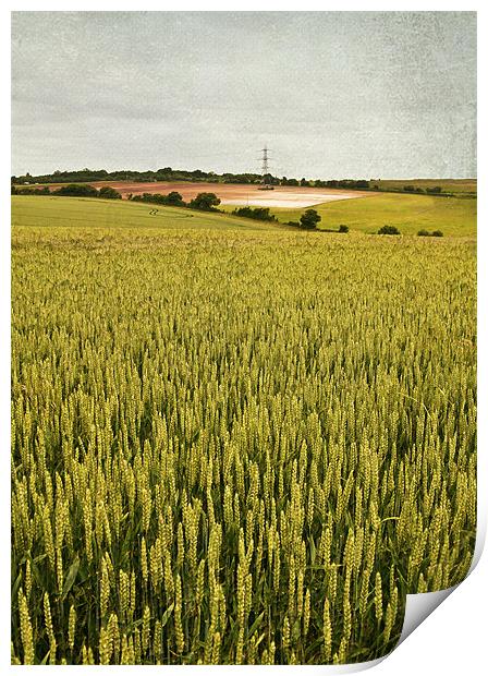Wheat field Print by Dawn Cox