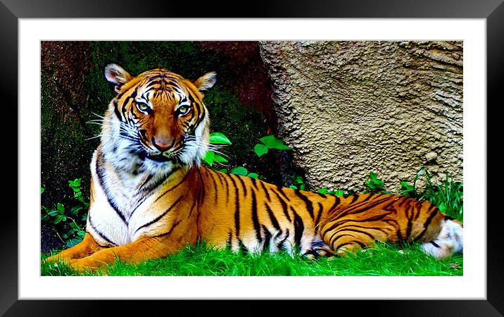 Tiger, Tiger Burning Bright Framed Mounted Print by Kabir Bakie