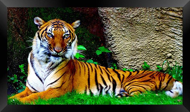 Tiger, Tiger Burning Bright Framed Print by Kabir Bakie