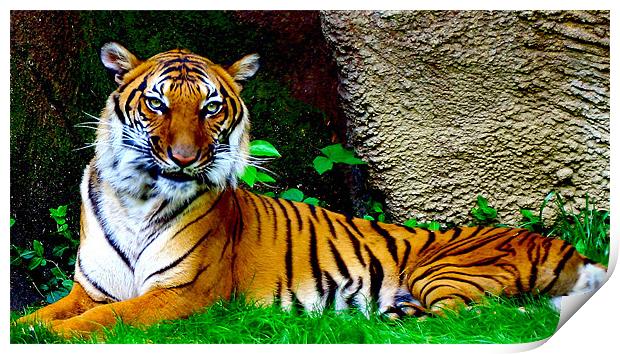 Tiger, Tiger Burning Bright Print by Kabir Bakie
