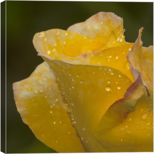 Rose And Water Drops Canvas Print by Clive Eariss