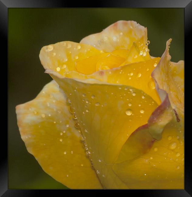 Rose And Water Drops Framed Print by Clive Eariss