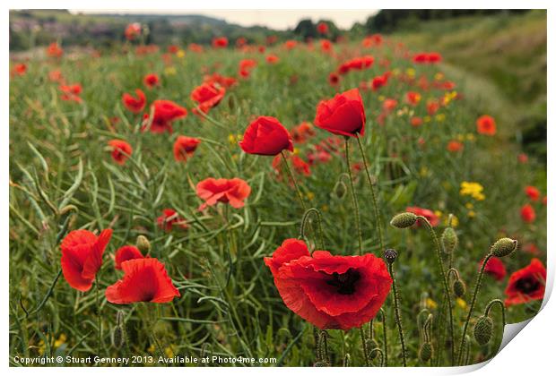 Poppy Field Print by Stuart Gennery