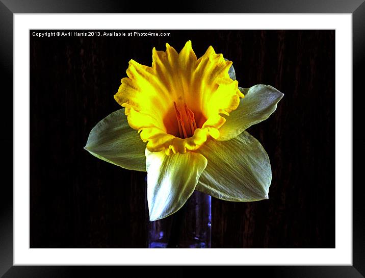 Daffodil in the dark Framed Mounted Print by Avril Harris