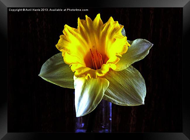 Daffodil in the dark Framed Print by Avril Harris