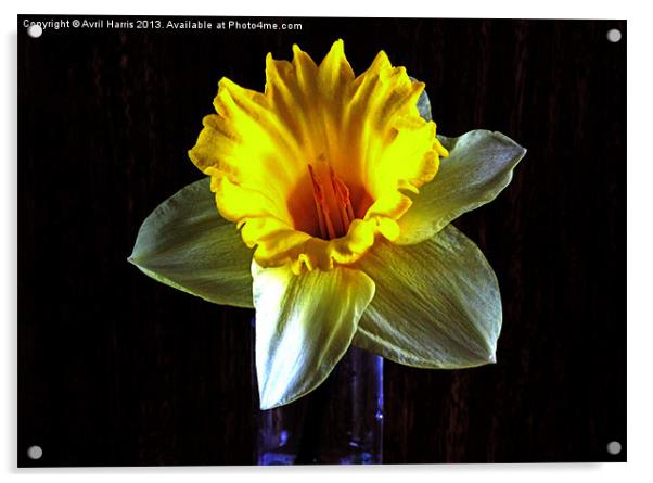 Daffodil in the dark Acrylic by Avril Harris