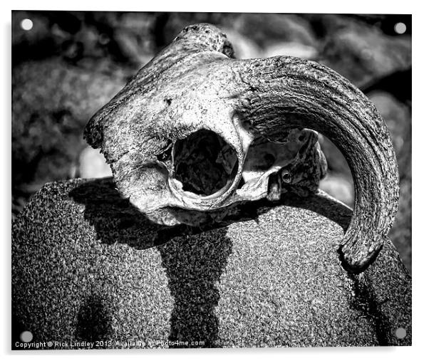 Rams Skull Acrylic by Rick Lindley