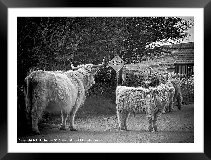 Mooove over Framed Mounted Print by Rick Lindley