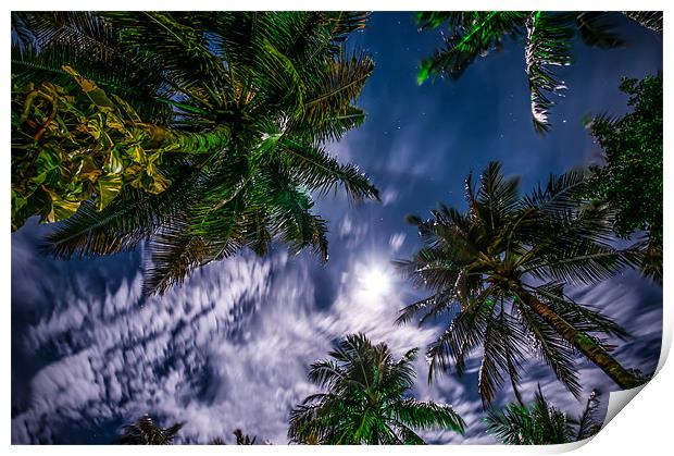 Tropical Night Sky Print by Jenny Rainbow