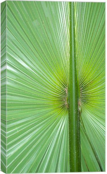 large palm leaf Canvas Print by Lloyd Fudge