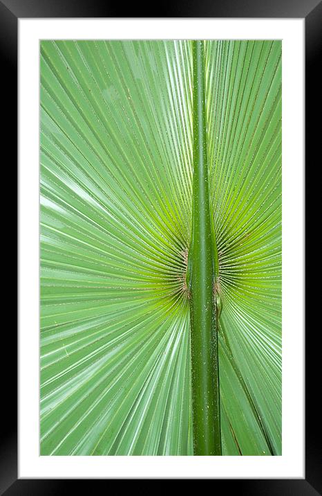 large palm leaf Framed Mounted Print by Lloyd Fudge