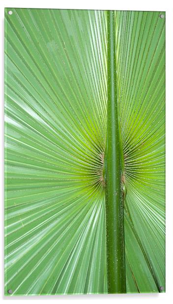 large palm leaf Acrylic by Lloyd Fudge