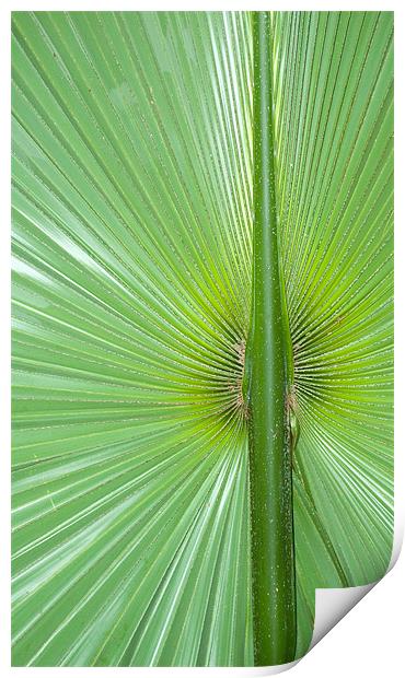 large palm leaf Print by Lloyd Fudge