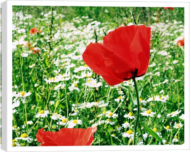 The Poppy Canvas Print by carin severn