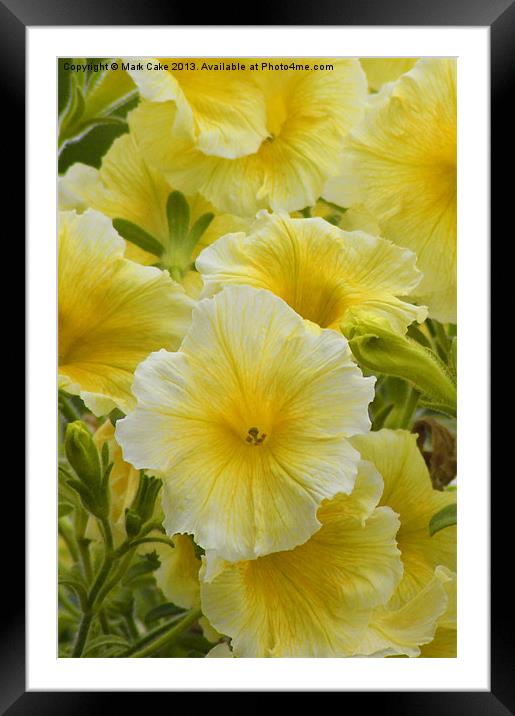 Petunia sun passion Framed Mounted Print by Mark Cake