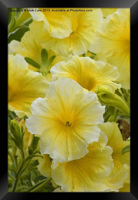 Petunia sun passion Framed Print by Mark Cake