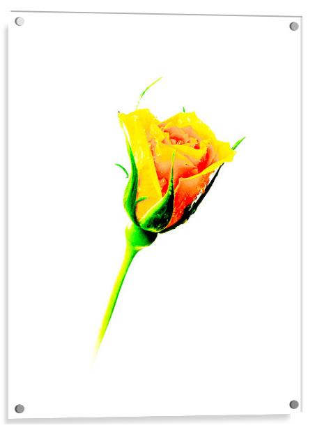 Yellow Rose Acrylic by Mark Llewellyn