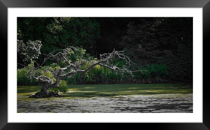 Ghost Tree 1 Framed Mounted Print by Liam Spence