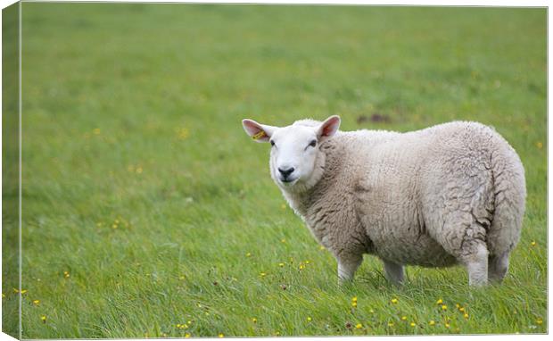 Sheep in field Canvas Print by Lloyd Fudge