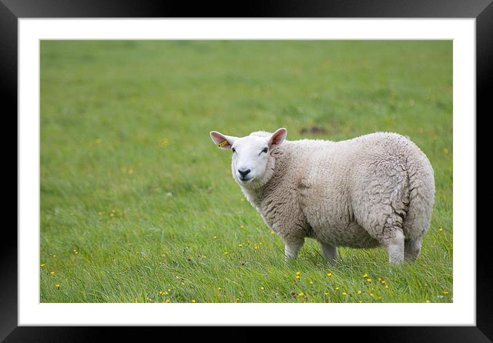 Sheep in field Framed Mounted Print by Lloyd Fudge